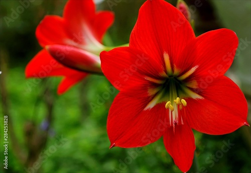 red flower in the garden © IPutu