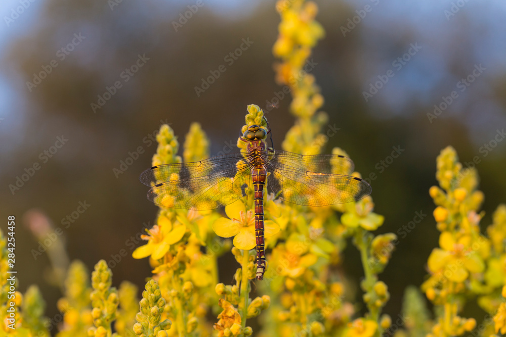 Brown hawker (Aeshna grandis) is a large dragonfly. Female: small yellow markings, and no waist. The insect sits on a dense-flowered mullein with yellow flowers. Brown hawker (Aeshna grandis) is a large dragonfly. Female: small yellow markings, and no waist. The insect sits on a dense-flowered mullein with yellow flowers.