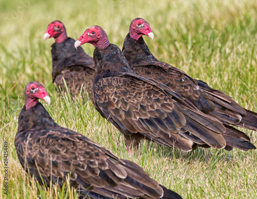 The group of turkey vultures staying in the grass around carcass of prey photo