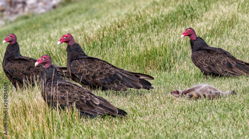 The group of turkey vultures staying in the grass around carcass of prey