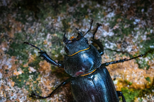 black beetle © Alvaro