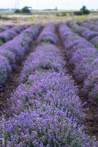 Flowering lavender. Field of blue flowers. Lavandula - flowering plants in the mint family  Lamiaceae. 