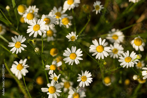 Tripleurospermum inodorum  wild chamomile  mayweed  false chamomile  and Baldr s brow  is the type species of Tripleurospermum. 