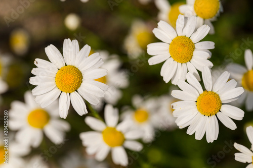 Tripleurospermum inodorum  wild chamomile  mayweed  false chamomile  and Baldr s brow  is the type species of Tripleurospermum. 