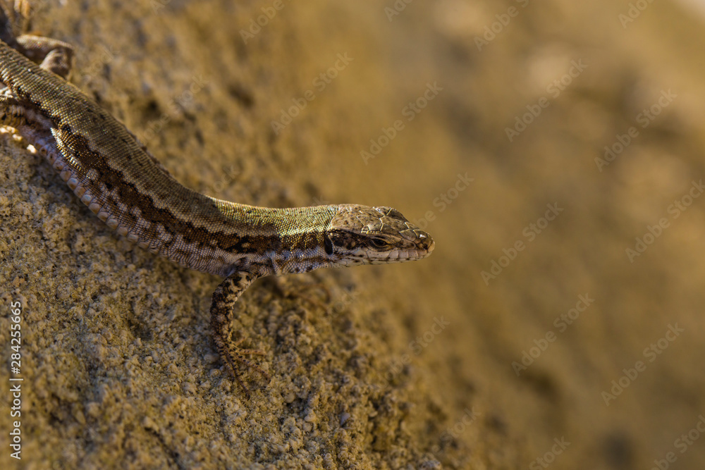 The sand lizard (Lacerta agilis) is a lacertid lizard. The habitat of the reptile is in a rocky area. An old lizard resting on a rock on a Sunny day. The wise reptile, enjoy the passing life. The sand lizard (Lacerta agilis) is a lacertid lizard. The habitat of the reptile is in a rocky area. An old lizard resting on a rock on a Sunny day. The wise reptile, enjoy the passing life.