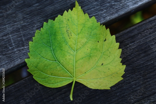 Large autumn leaf on bench in Sweden photo