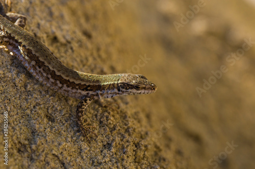 The sand lizard (Lacerta agilis) is a lacertid lizard. The habitat of the reptile is in a rocky area. An old lizard resting on a rock on a Sunny day. The wise reptile, enjoy the passing life.