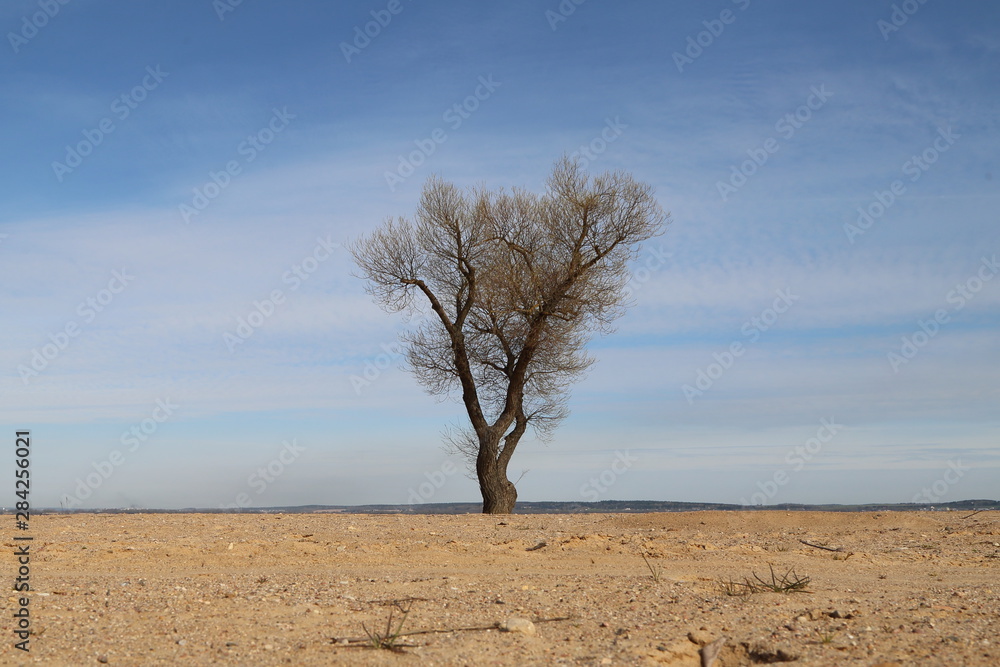 A lonely tree stands on a sandy shore against a lake and a blue sky