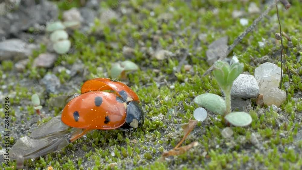 23725_Closer_look_of_the_red_bug_on_the_tree_trunk.mov 23725_Closer_look_of_the_red_bug_on_the_tree_trunk.mov