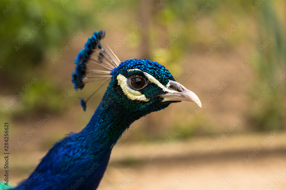 Indian peafowl or blue peafowl (Pavo cristatus), a large and brightly coloured bird. Peacock. Beautiful bird. Peahen. Indian peafowl or blue peafowl (Pavo cristatus), a large and brightly coloured bird. Peacock. Beautiful bird. Peahen.