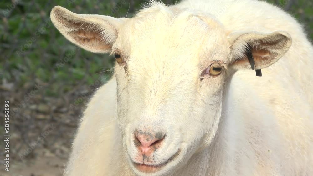 Goat outside in nature during the day time Goat outside in nature during the day time