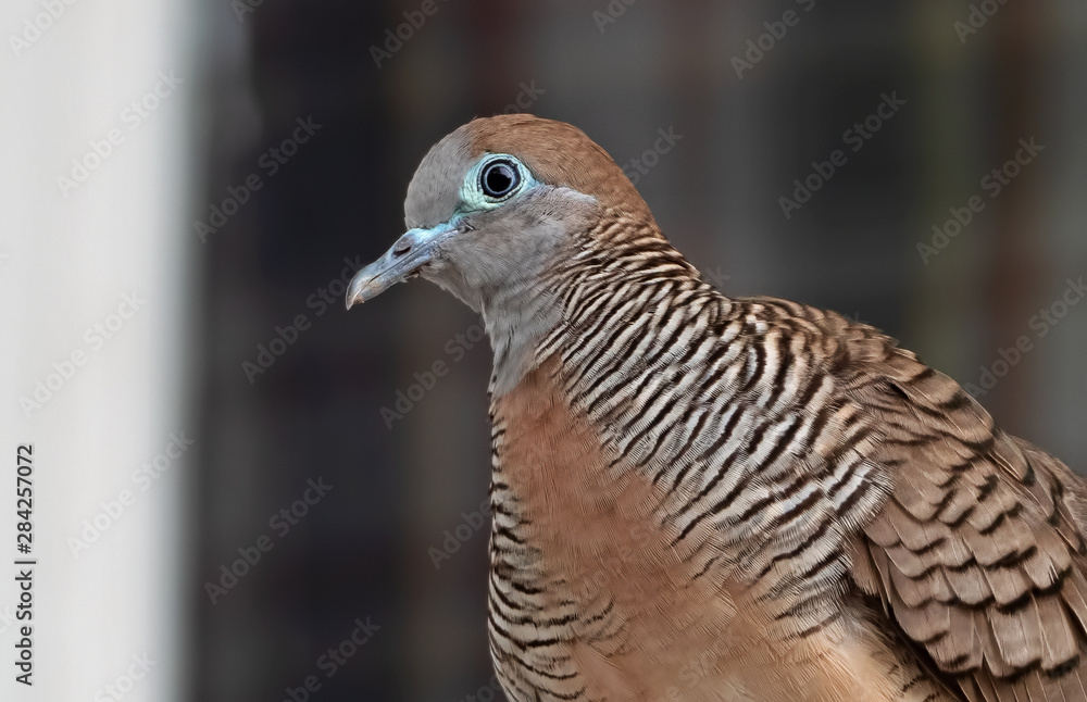 Close up Zebra Dove Perched on The Balcony Close up Zebra Dove Perched on The Balcony