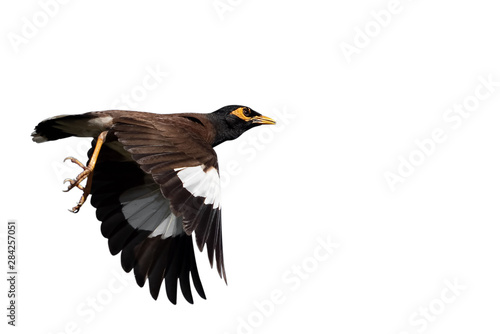 Close up Mynah Bird Flying in The Air Isolated on White Background with Copy Space