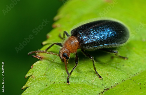 Macro Photo of Blue Metallic Beetle on Green Leaf © backiris