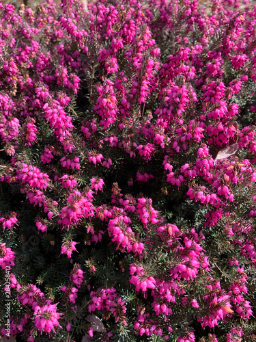 closeup of blooming pink heather