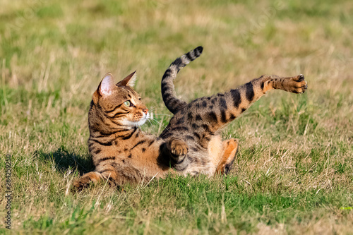 Bengal cat doing his gymnastics in the garden