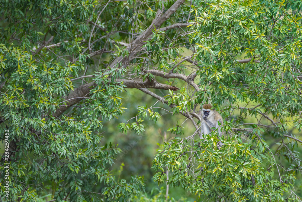 Vervet monkey in tree, Masai Mara National Reserve, Kenya