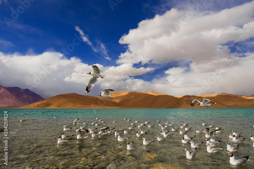 Birds and Water