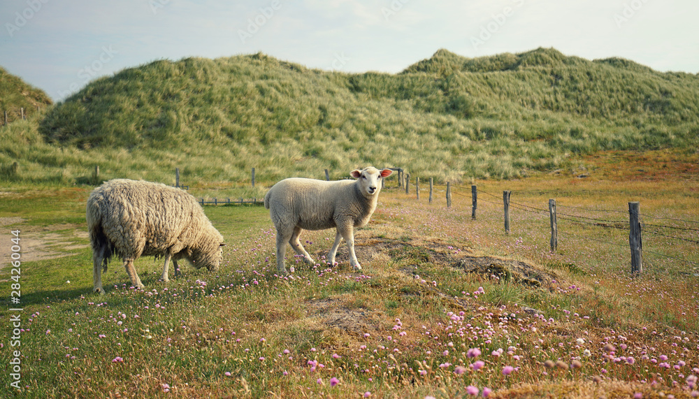 Obraz premium Schafe auf der Wiese