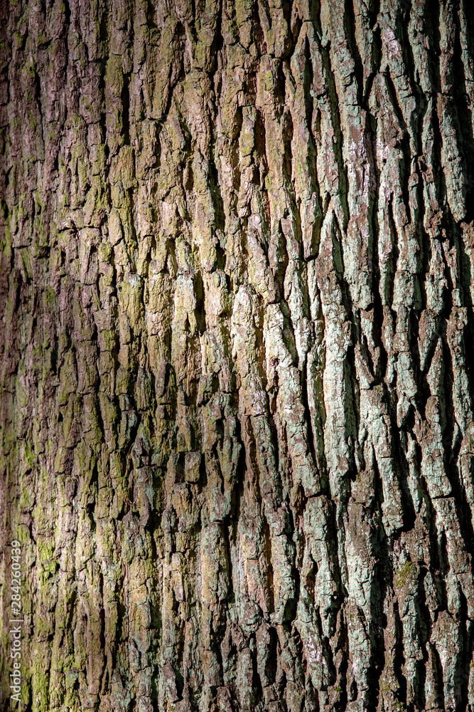Heavily structured tree bark, natural background. Heavily structured tree bark, natural background.