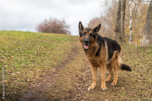 Dog German Shepherd outdoors in an autumn © keleny