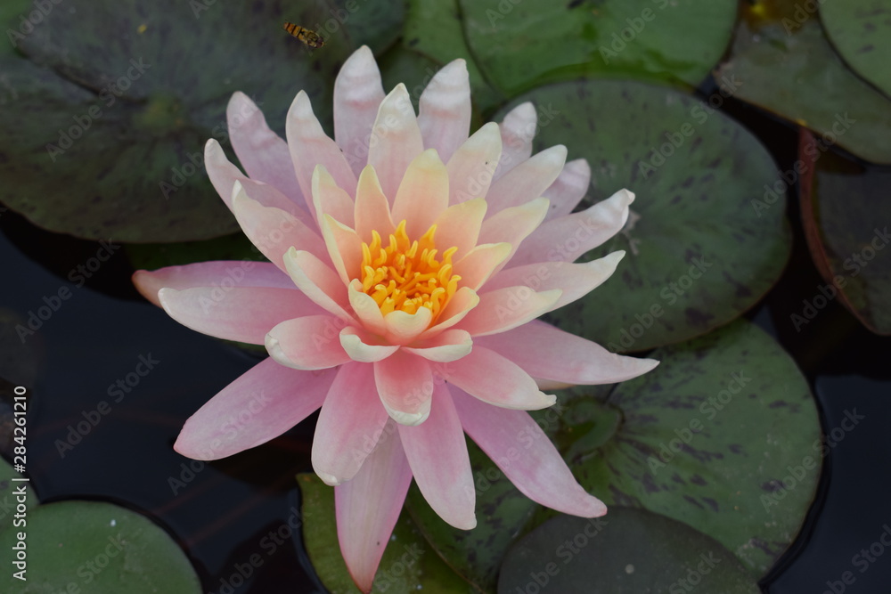 Lilie wodne Pink water lily among green leaves