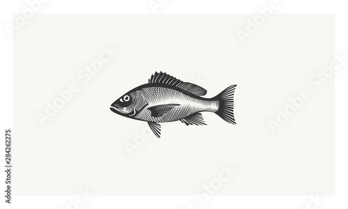 Fish Illustration