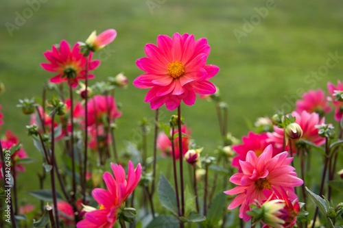 red chrysanthemum in the field