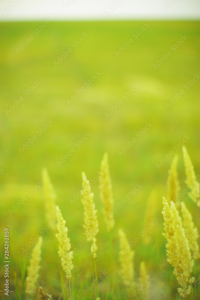field plants on a blurred background of greenery with rays of light field plants on a blurred background of greenery with rays of light