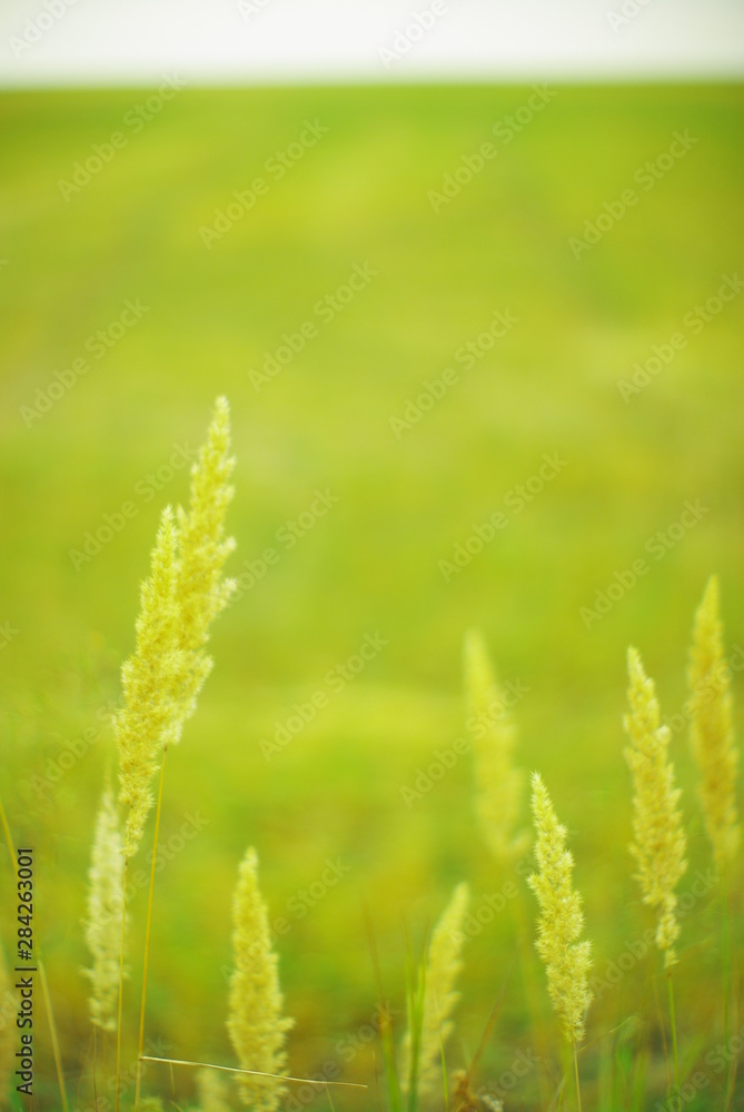 field plants on a blurred background of greenery with rays of light field plants on a blurred background of greenery with rays of light