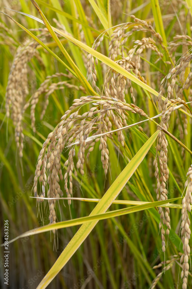 Rices are grown in paddy field in countryside of Saga prefecture, JAPAN.