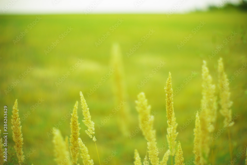 field plants on a blurred background of greenery with rays of light field plants on a blurred background of greenery with rays of light