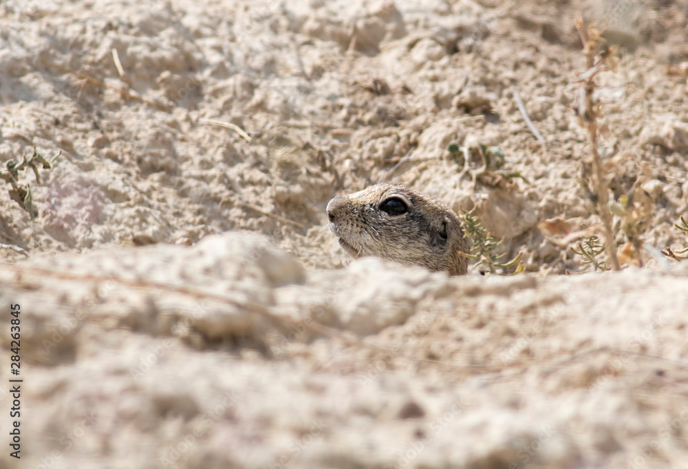 Anatolian ground squirrel sitting on the ground hole Anatolian ground squirrel sitting on the ground hole