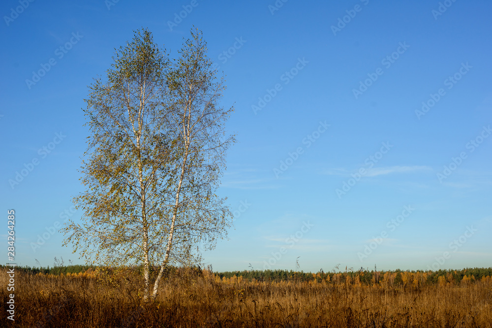 lonely birch tree