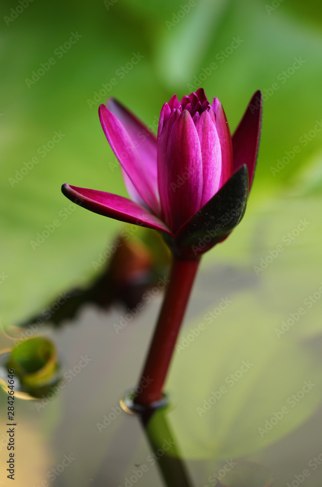 Fototapeta premium Pink and white lotus flower and green leaves 