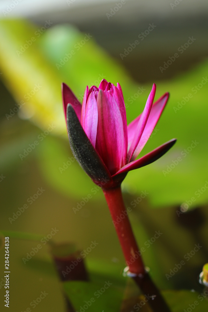 Pink and white lotus flower and green leaves Pink and white lotus flower and green leaves