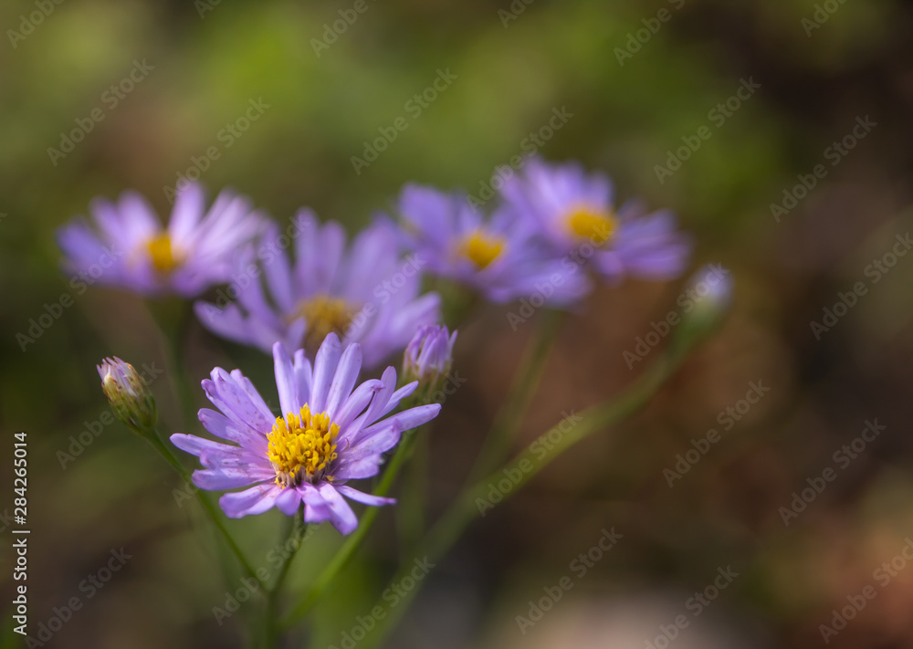 Lilac flowers on a green background Lilac flowers on a green background