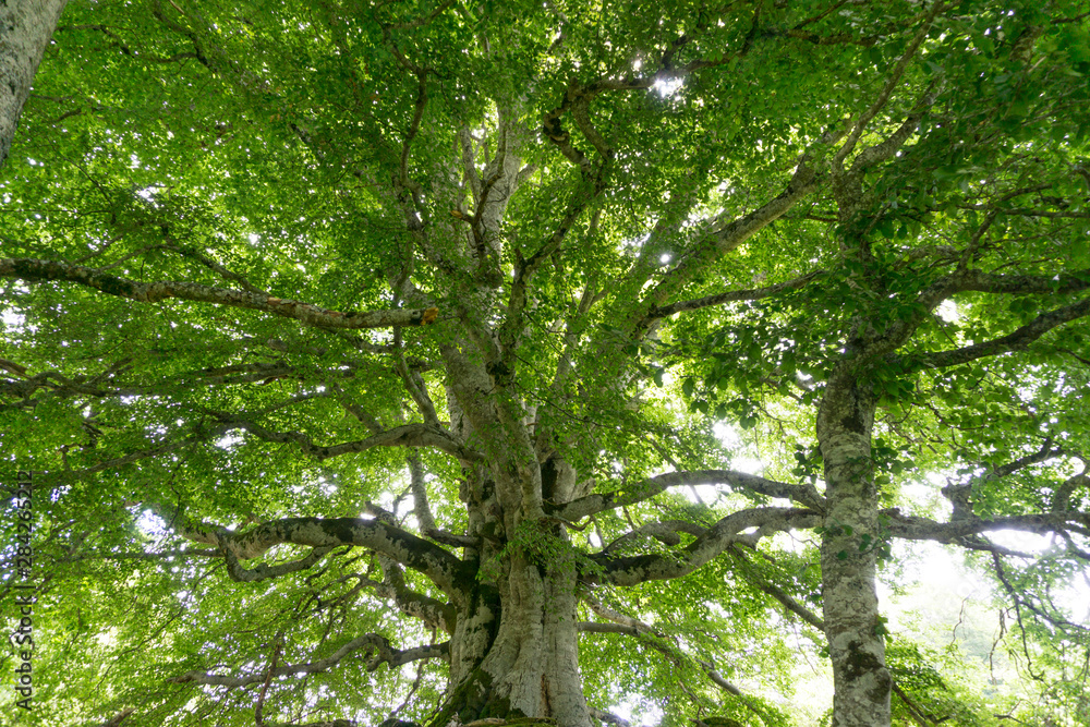 Fototapeta premium Haya en Navarra. Bajo la sombra de un árbol