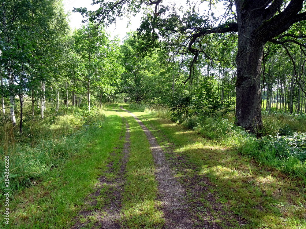 Beautiful path in a forest close to Örebro Beautiful path in a forest close to Örebro
