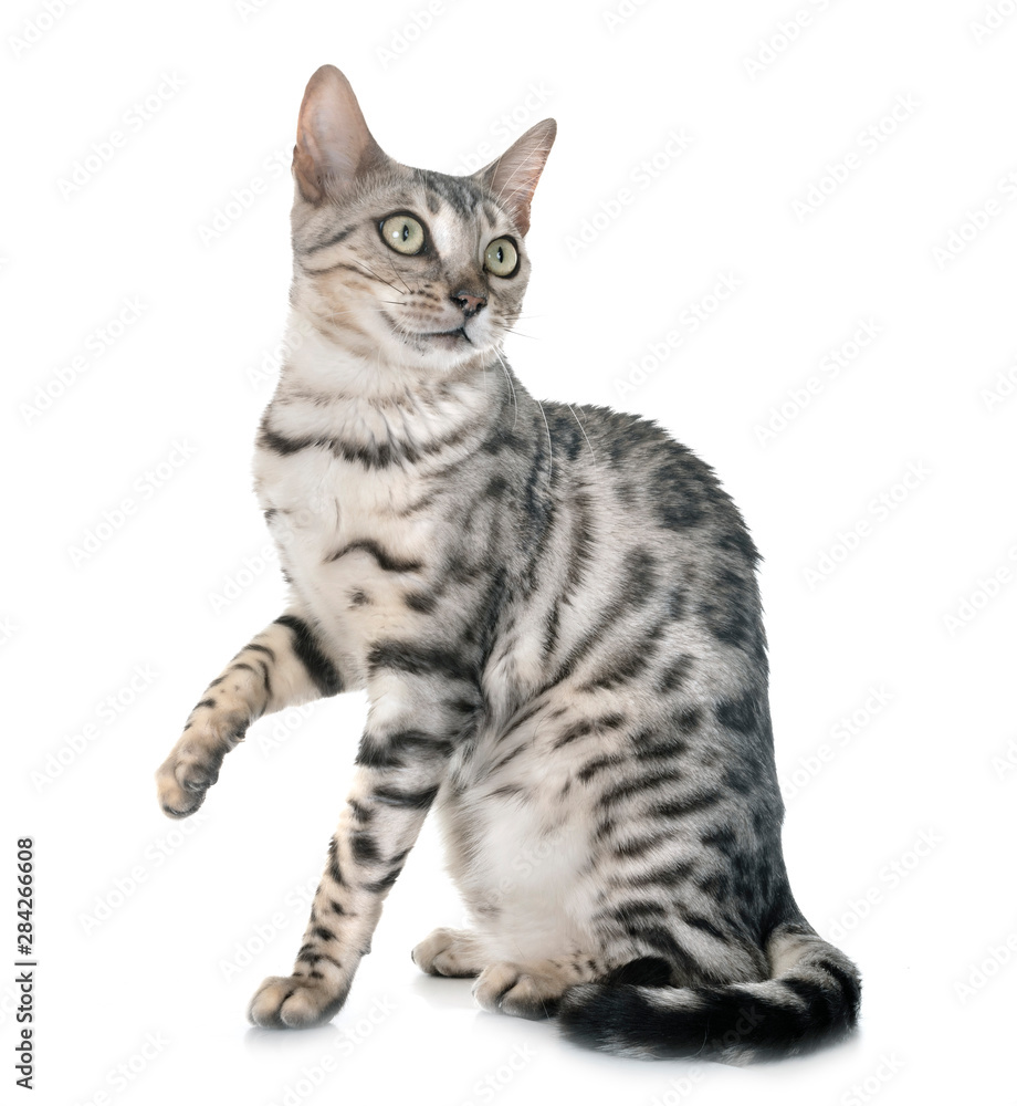 Obraz premium kot bengalski w studio