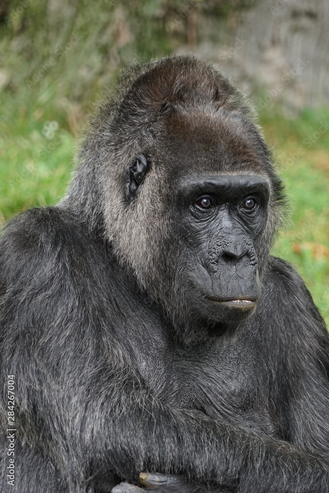 Gorilla - Mann - Menschenaffe