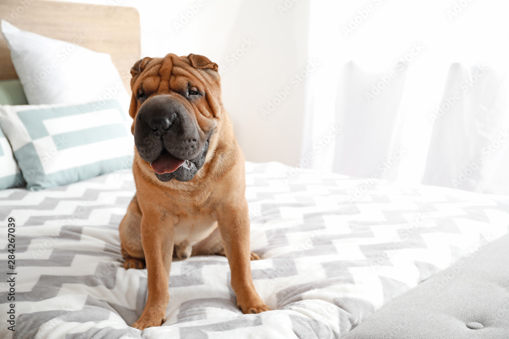 Cute Shar-Pei dog sitting on bed at home