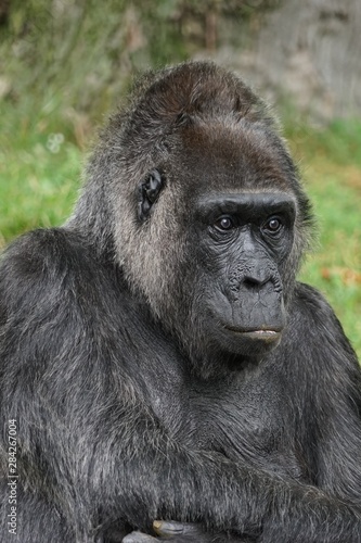 Gorilla - Mann - Menschenaffe © Komwanix
