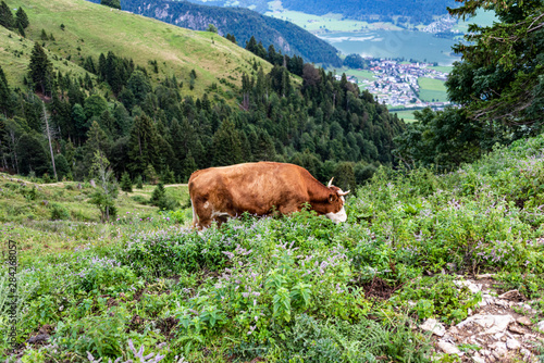 Cow on pasture in austrian alps