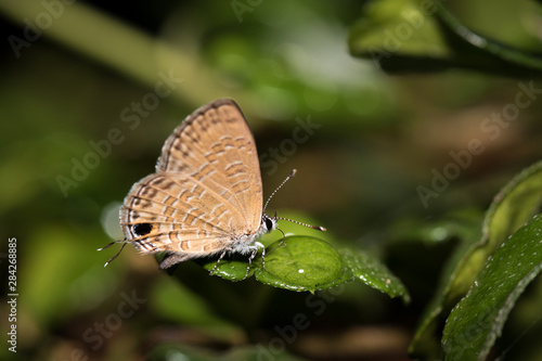Wallpaper Mural Small butterfly Torontodigital.ca
