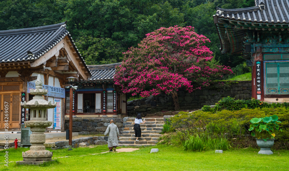 공주 신원사의 배롱나무꽃