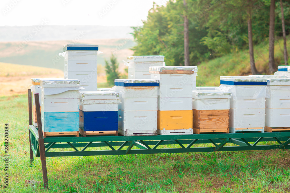 Photo of wooden colored beehives on metallic green stand in the nature. Beekeeping Photo of wooden colored beehives on metallic green stand in the nature. Beekeeping