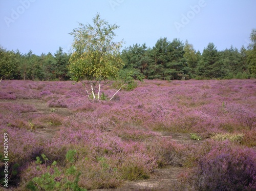 Radroute Seeadlerrundweg in der Oberlausitzer Heide- und Teichlandschaft