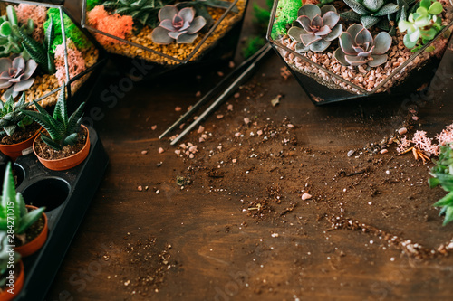 Home gardening business. Top view of succulents growing in glass vases and pots. Soil scattered on wooden surface.