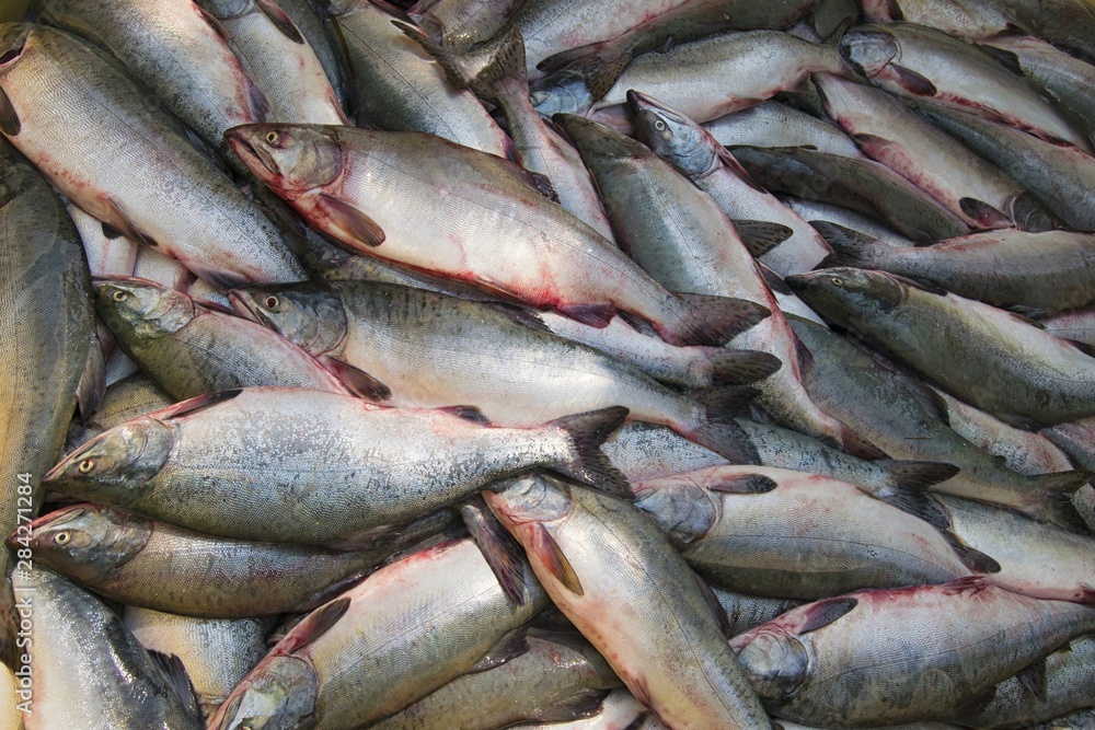 Fresh pink salmon catch. Pacific salmon fishing in the far East of Russia. Fresh pink salmon catch. Pacific salmon fishing in the far East of Russia.